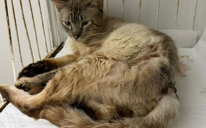 Casos em animais quase triplicaram em um ano (Foto: XXXX)