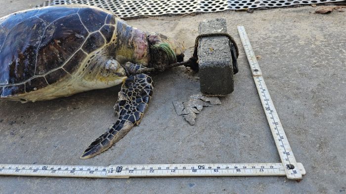 Tartaruga-verde foi localizada na praia do Plaza (Foto: Divulgação)
