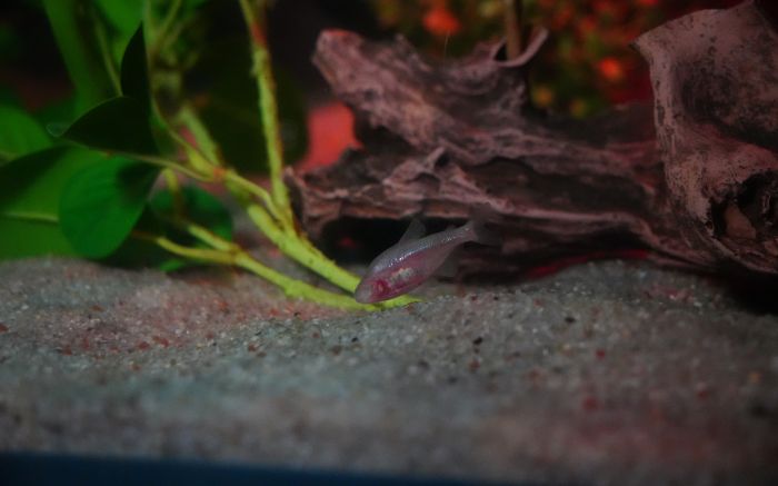 Tetra-cego nasce com olhos, mas perde a visão ao se adaptar a cavernas subterrâneas (Foto: XXXXXXX)