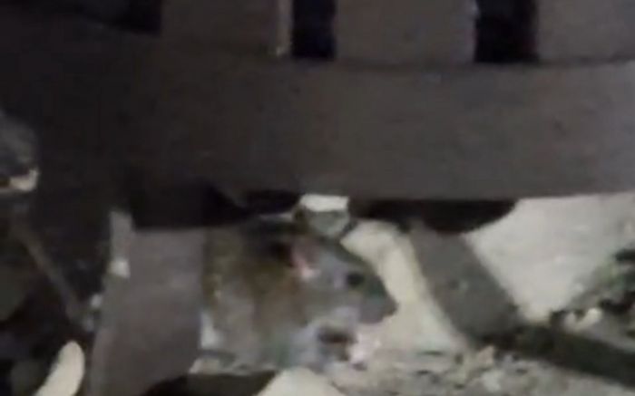 Denúncia aponta presença de ratos na restinga e perto das lixeiras durante a noite na praia Brava (Foto: Leitor)