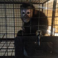 Gaeco desarticula rede de tráfico de animais raros