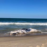 Baleia jubarte morta encalha em Itajuba