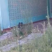 Doguinho em casa vazia gera denúncia de maus-tratos