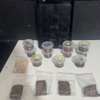 Polícia acaba com venda de “brisadeiros” com maconha na Praia Brava