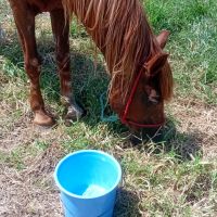 Vizinhos denunciam maus tratos a cavalos no São Vicente
