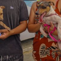 Navegantes abre inscrições para mutirões de castração de pets