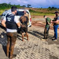 Arrombadores de agência de crédito atolam em banhado da Casan