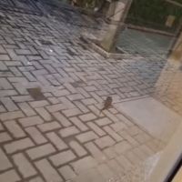 Morador denuncia ratos no hospital Marieta