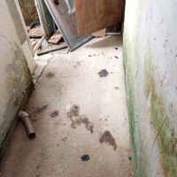 Mulher é presa por maus-tratos após manter 12 animais em situação precária