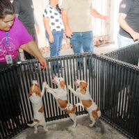 Justiça manda prefeitura devolver cães de raça apreendidos