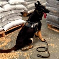Dog da Receita ajuda a achar quase 70 quilos de cocaína
