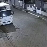 Pitbulls atacam homem e cachorro em rua da Fazenda