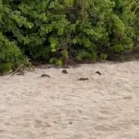 Ratos assustam moradores e turistas em Bombinhas