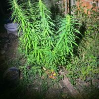 PM flagra plantação de maconha e prende dois em Bombinhas