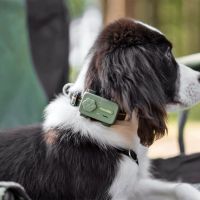 Cachorro no telefone? Coleira transforma comportamento em “ligação”