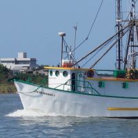 Safra da tainha 2026 terá mais barcos e cota maior