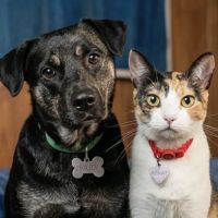 Seu pet se chama KitKat ou Chokito? Nestlé pode te dar R$ 162