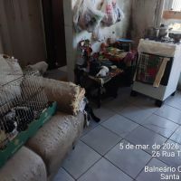 Quase 50 gatos dentro de apê, fedor, sujeira e confusão em BC