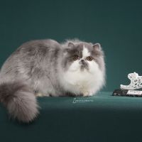 Mais de 130 gatos vão invadir BC em evento cheio de fofura