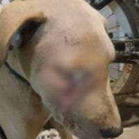 Cachorro é encontrado torturado e com corda no pescoço em Balneário Camboriú