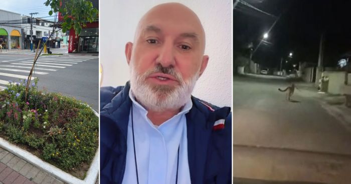 Prefeitura replantou os pés de ipê (Foto: Reprodução)