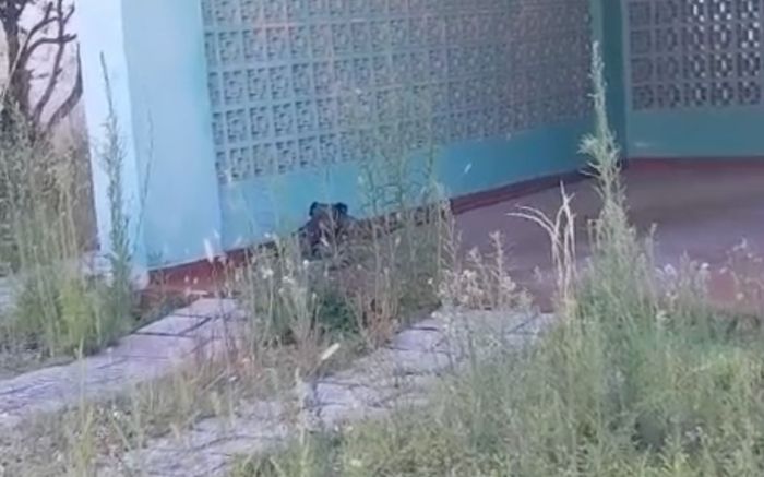 Casa fica perto do Bistek do bairro São João e Inis vai apurar o caso (Foto: Leitor)