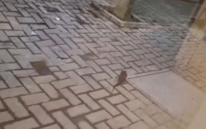 Um morador registrou em vídeo ratos nas áreas externas do hospital Marieta (Foto: Leitor)