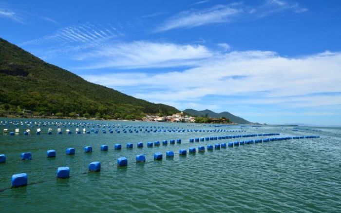 Penha mantém um parque aquícola significativo, com produção anual de cerca de 963 toneladas de mariscos. / Foto: Arquivo.