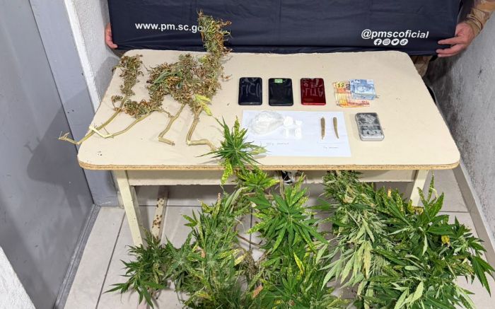 PM encontrou pé de maconha de cerca de 1,20 metro no quintal da casa (Foto: PM/Divulgação)