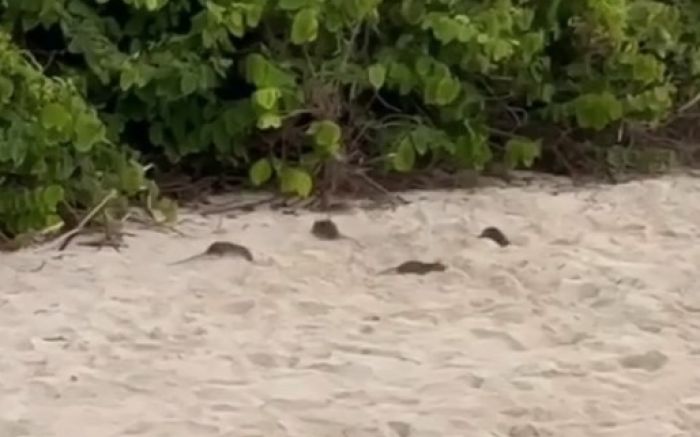 Presença de roedores na restinga causa preocupação (Foto: Leitor)