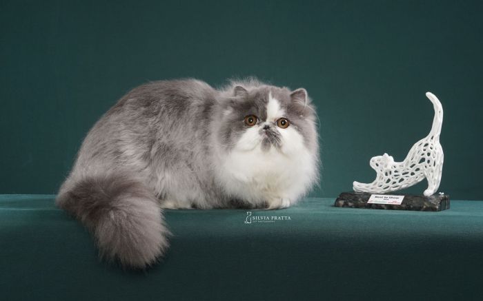 Evento reúne gatos de várias raças e apoia ONG de proteção animal