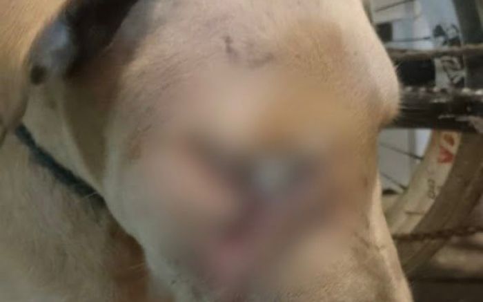 Cão tinha um corte profundo na região de um dos olhos (Foto: Divulgação/GMBC)
