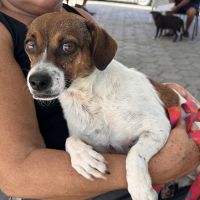 SC reforça combate aos maus-tratos a animais