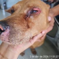 Homem intoxica dog com cal e ameaça os vizinhos em BC
