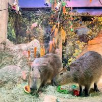 Páscoa dá o clima em aquário de Balneário Camboriú
