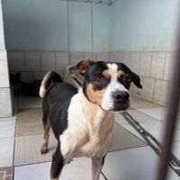 Itajaí lança site pra ajudar na adoção de animais