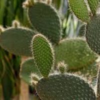 Spike, o cacto: o primeiro de seu nome