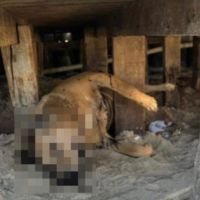 Dog comunitário encontrado morto não foi maltratado