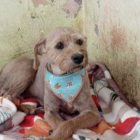 Doguinhos abandonados na Murta mobilizam comunidade