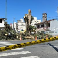 Balneário descumpre promessa e elimina canteiro de árvore histórica