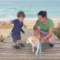 Itapema confirma e investiga mortes de dois cães comunitários da orla