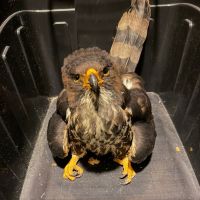 Gaviãozinho ferido é resgatado pelo Instituto Ambiental em Navegantes