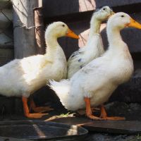 Câmara aprova proibição ao foie gras no Brasil