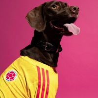 Adidas lança camisas de seleções para pets na Copa