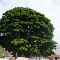 Pau-brasil de quase 50 anos será transplantado no centro de Itajaí