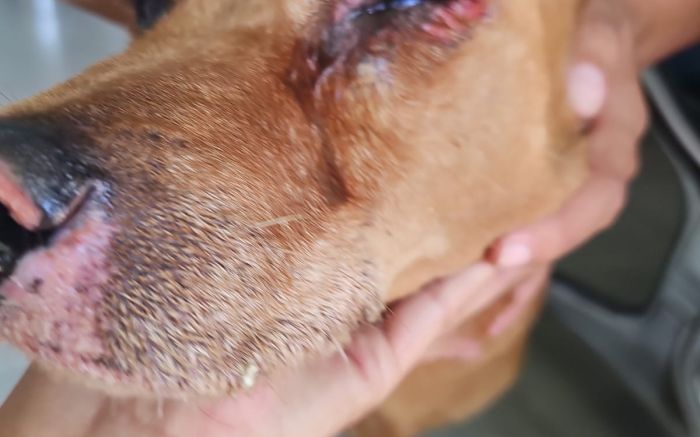 Agressão revoltou os moradores do bairro (Foto: Depa)