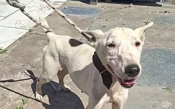 Cãozinho encontrado morto foi retirado do local pelos policiais e servidores do Daba