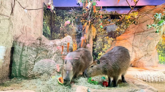 De lontras a pinguins, animais entram no clima da Páscoa com atividades interativas