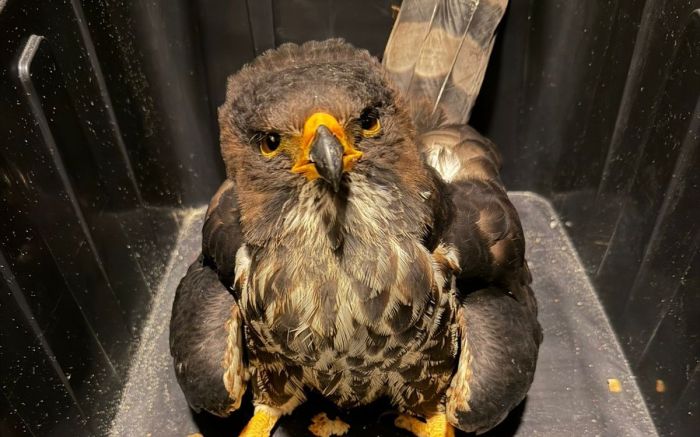 Ave foi encontrada com ferimentos nas patas e em uma das asas