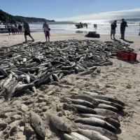 As regras da pesca da tainha ajudam ou atrapalham?